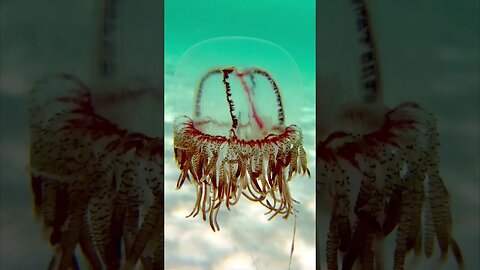 Püsküllü Denizanası, Olindias phosphorica Akdeniz dahil pek çok yerde çoğaldı. #denizanası #shorts