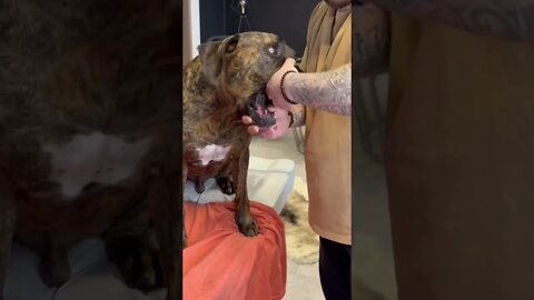 Dog Chiropractor crack the scariest bone which is “Jaws”