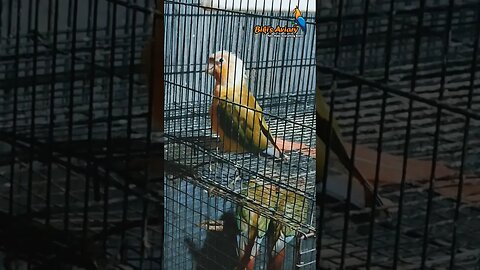 It's playing time l #shorts l @BikisAviary