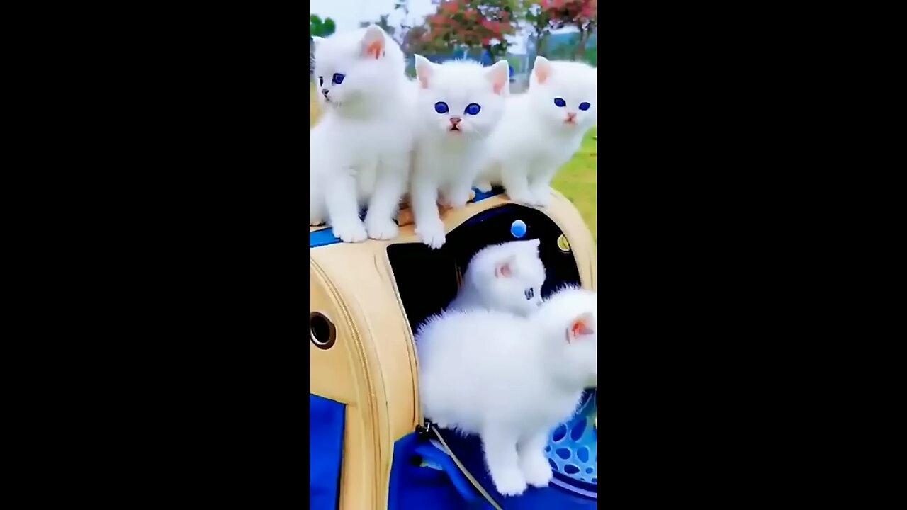 how beautiful kitten