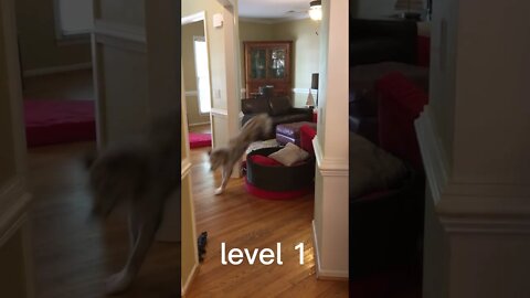 Dog jump challenge Level 1-100