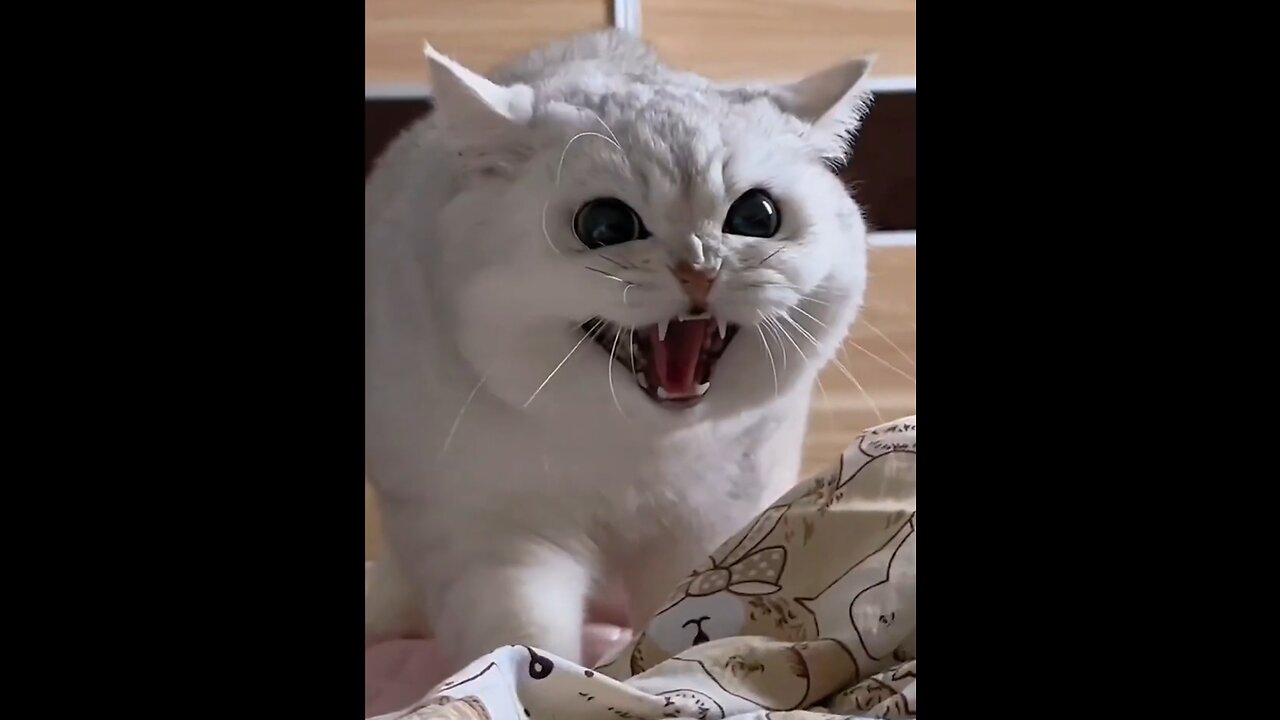 The mastermind antics of a cat🐱🦧