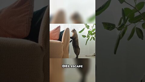 5 Estrategias Infalibles para Mantener a Tu Gato Seguro