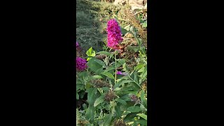 Hummingbird Moth, From Petunia To You