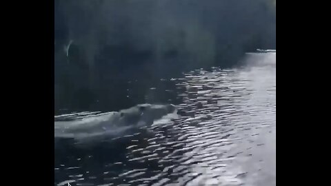 ENORMOUS CROCODILE🚤🐊RACES AFTER A SPEEDBOAT ON LAKE🐊🚤💫