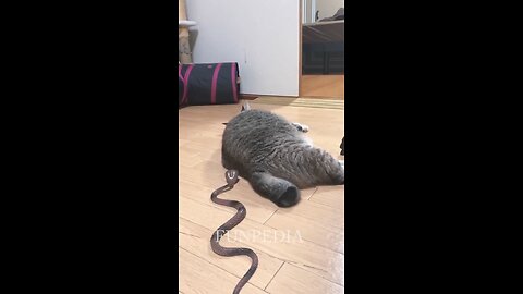 snake having fun with cat 🐈🐈