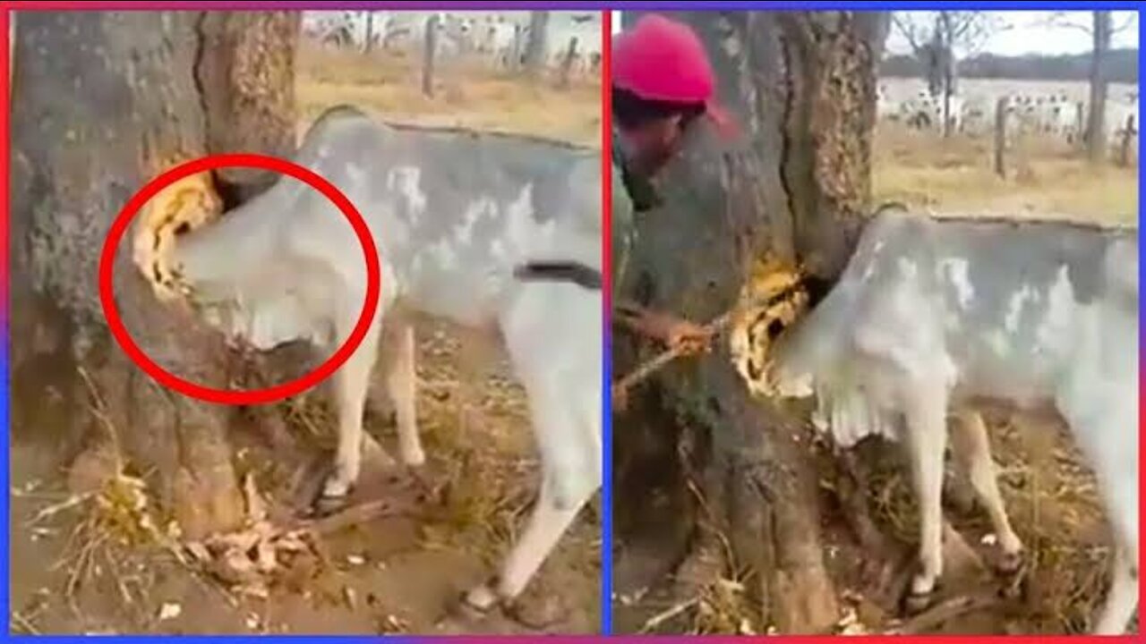 Animals that asked for help!