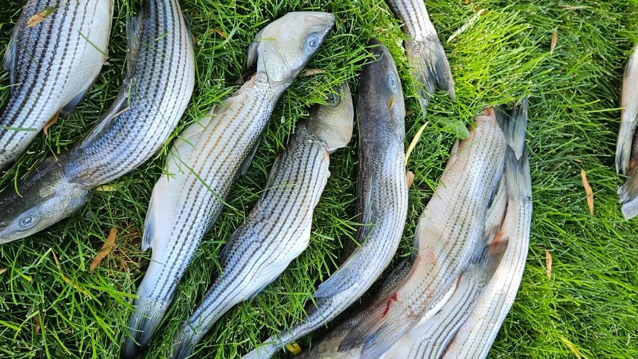 How to filet striped bass..@TalkwithSally