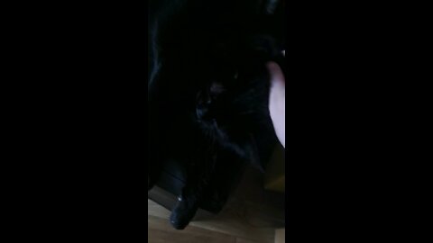 My chonker reddick