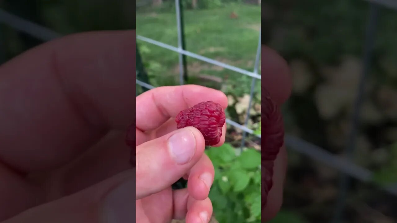 Raspberries upclose harvest