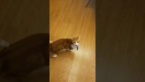 business cats try not to laugh - funny cats #shorts