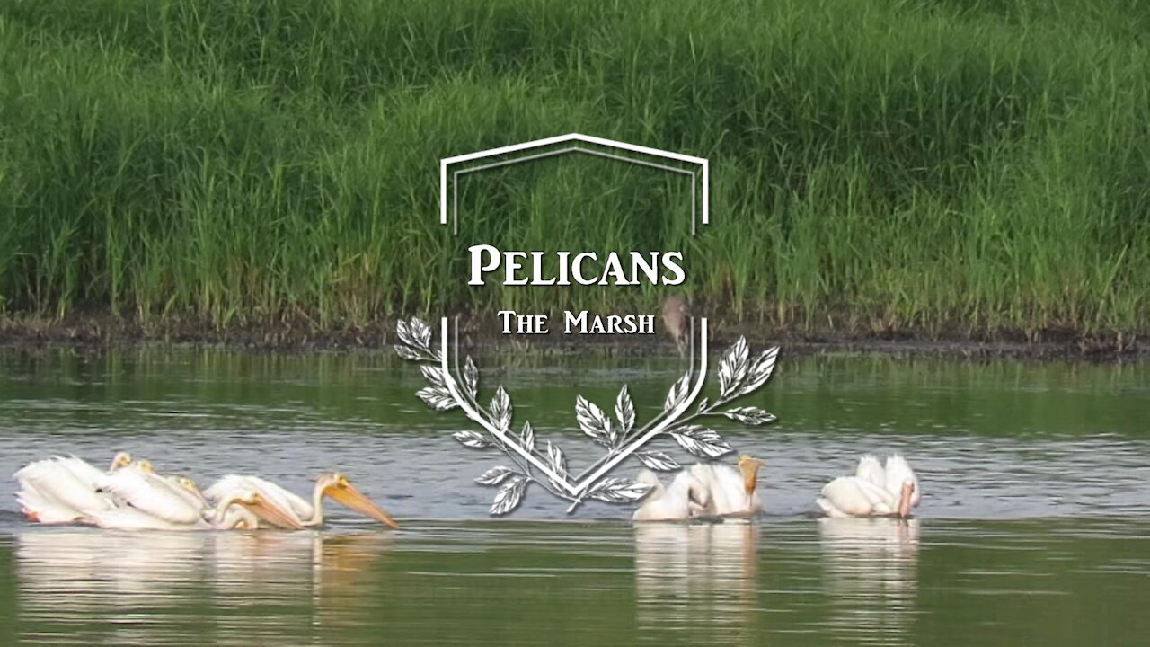 Pelicans trailer