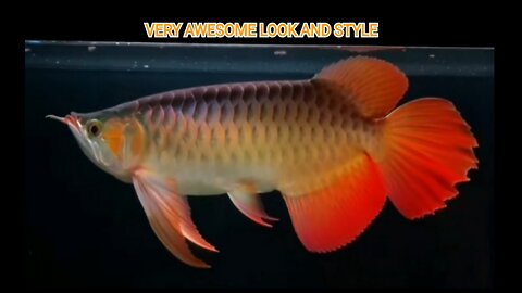 THE APPEARANCE AND STYLE OF THE SUPER RED AROWANA ORNAMENTAL FISH IS VERY AWESOME