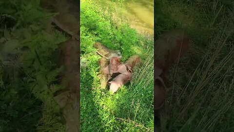 Squeaky Piglet @UncleTimsFarm #kärnəvór #carnivore #shorts #hereford #freerangepigs