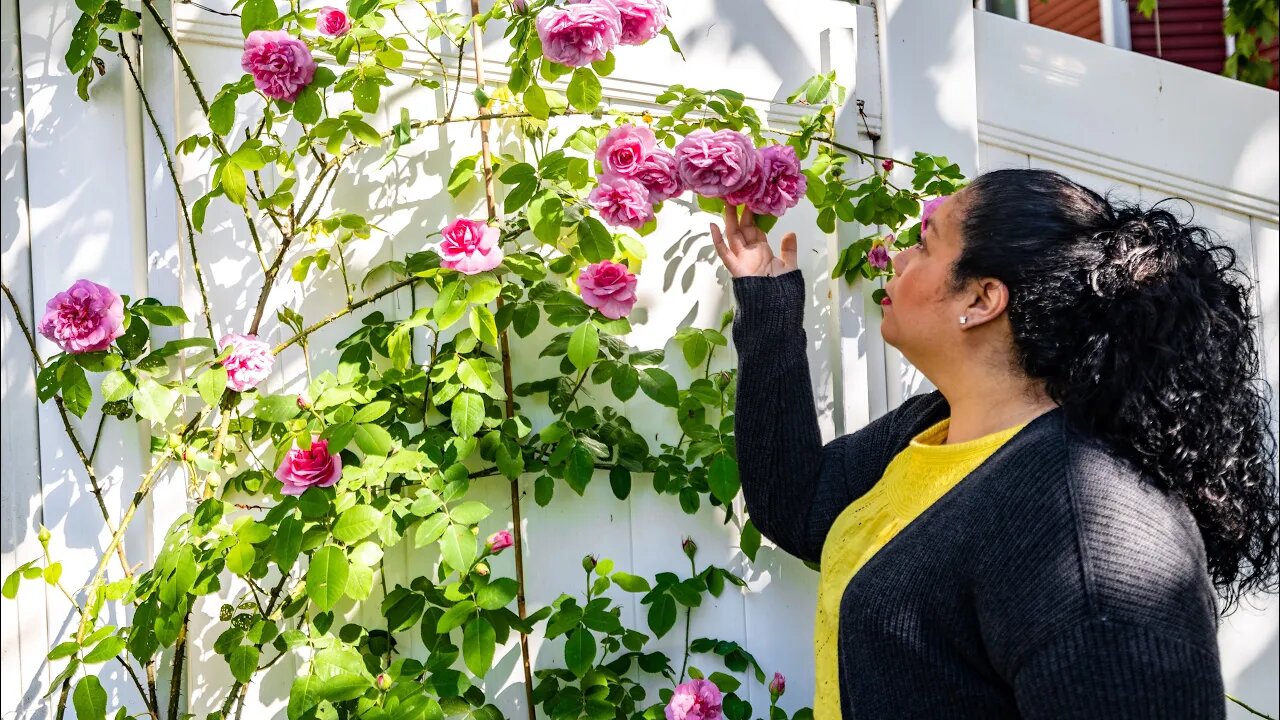 Rose Garden Tour 2022 | David Austin Roses