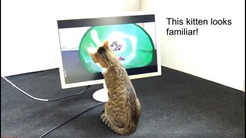 Funny Cat Watches Himself on Youtube and Is Fascinated