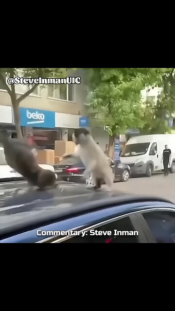 Animals in Liberal Cities