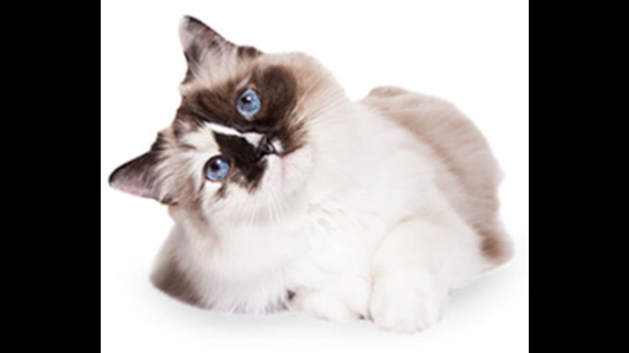 Baby and Cat Fun and Cute 😊 Funny Baby