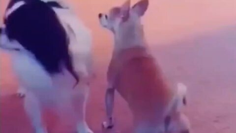Funny Dogs And Cats Videos