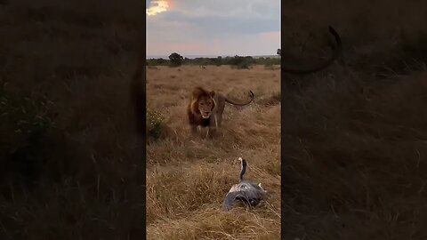 #watch #amazinganimals #funny #birds #funny #waterfall #amazing #animals #makemoney's #business