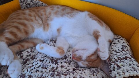 Relax time| cute and beautiful cat🐈