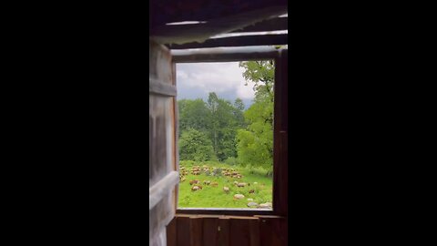 Sheep in nature