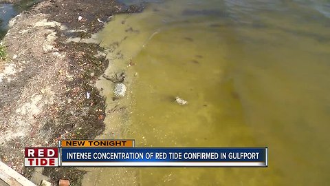 Pinellas Co. confirms red tide moving towards Gulfport shore in high concentrations