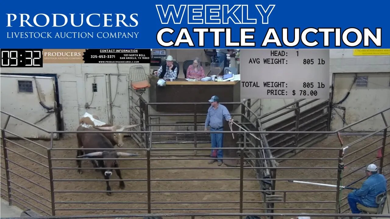 4/13/2023 - Producers Livestock Auction Company Cattle Auction