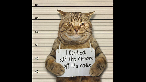 😂Funny cats Video