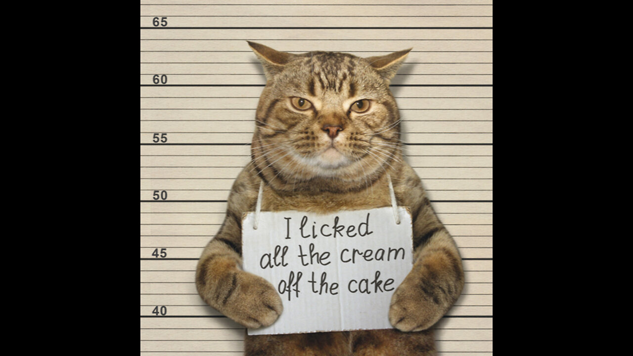 😂Funny cats Video