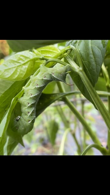 Hornworms