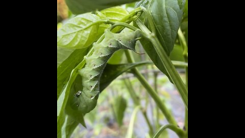 Hornworms