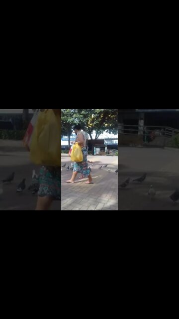 alimentando os pombos na praca pt4 #shorts