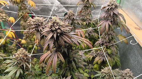 Getting Ready To Harvest The Avenue Of Giants #homegrow #Marijuana