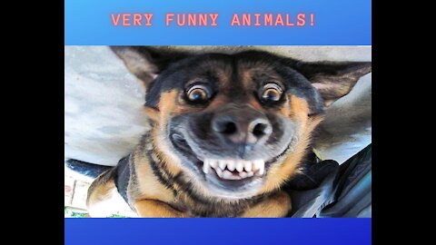Very funny animals, come and laugh!