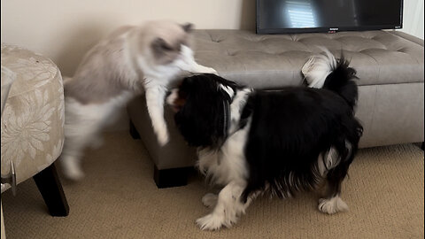 Ragdoll and Cavalier Play together