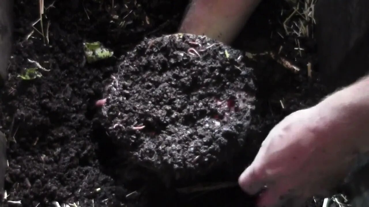 Worm Factory 360 (B). 12 day interval feeding - plus bonus content from Big Black!
