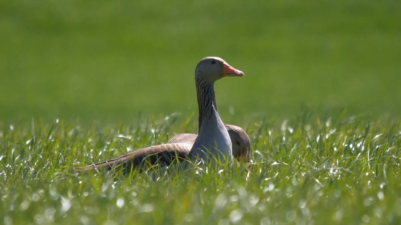 "Domestic Geese: Nature’s Watchful and Resourceful Helpers"