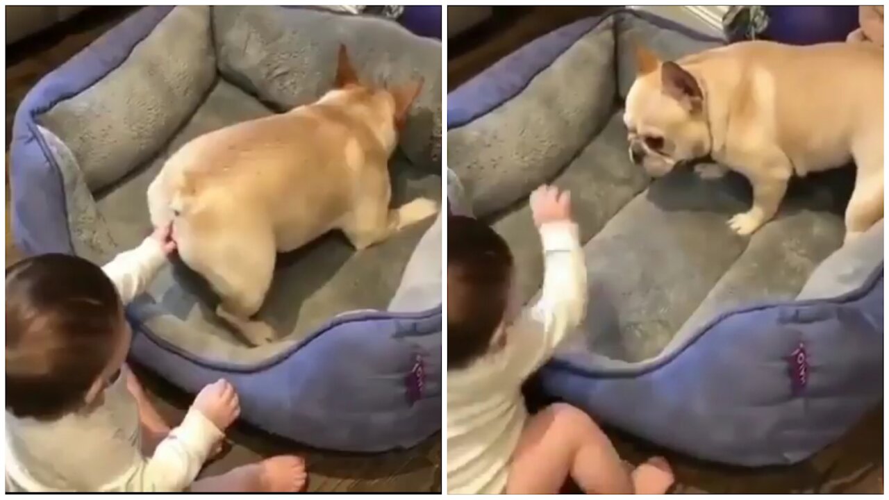 When my baby playing with my puppy 🐶