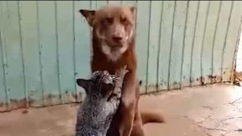 Cat gives dog a relaxing massage