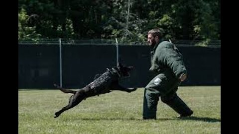 HOW TO SAFELY CORRECT YOUR DOG FOR UNWANTED DOG BEHAVIOUR!