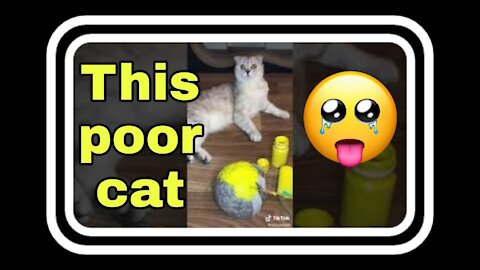 poor cat pranked , funny cat video , Short videos