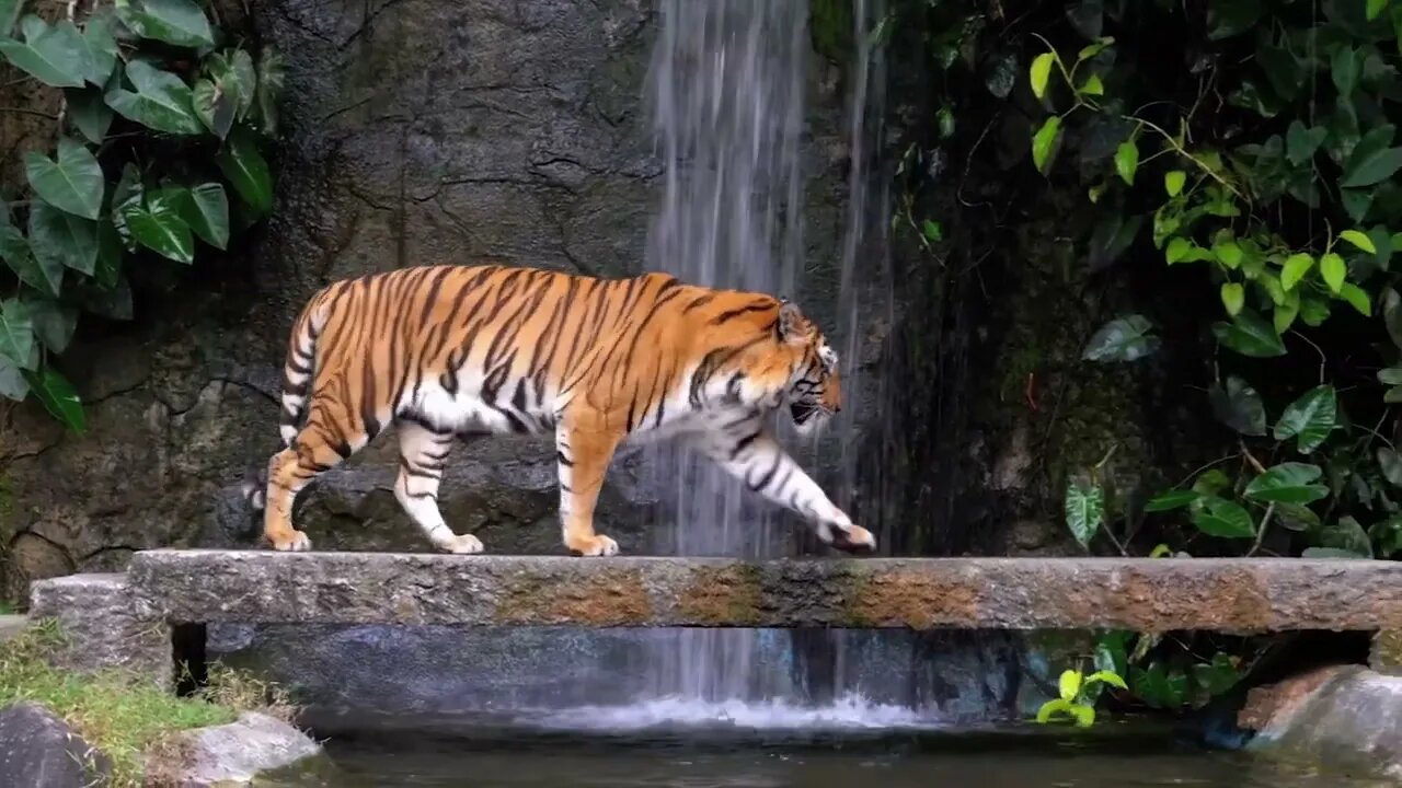 Who is fiercest, the tiger or the lion2