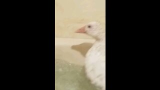 Goose doing front flip(on accedent)