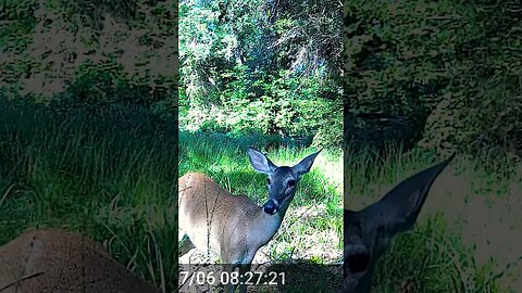 Another nice doe