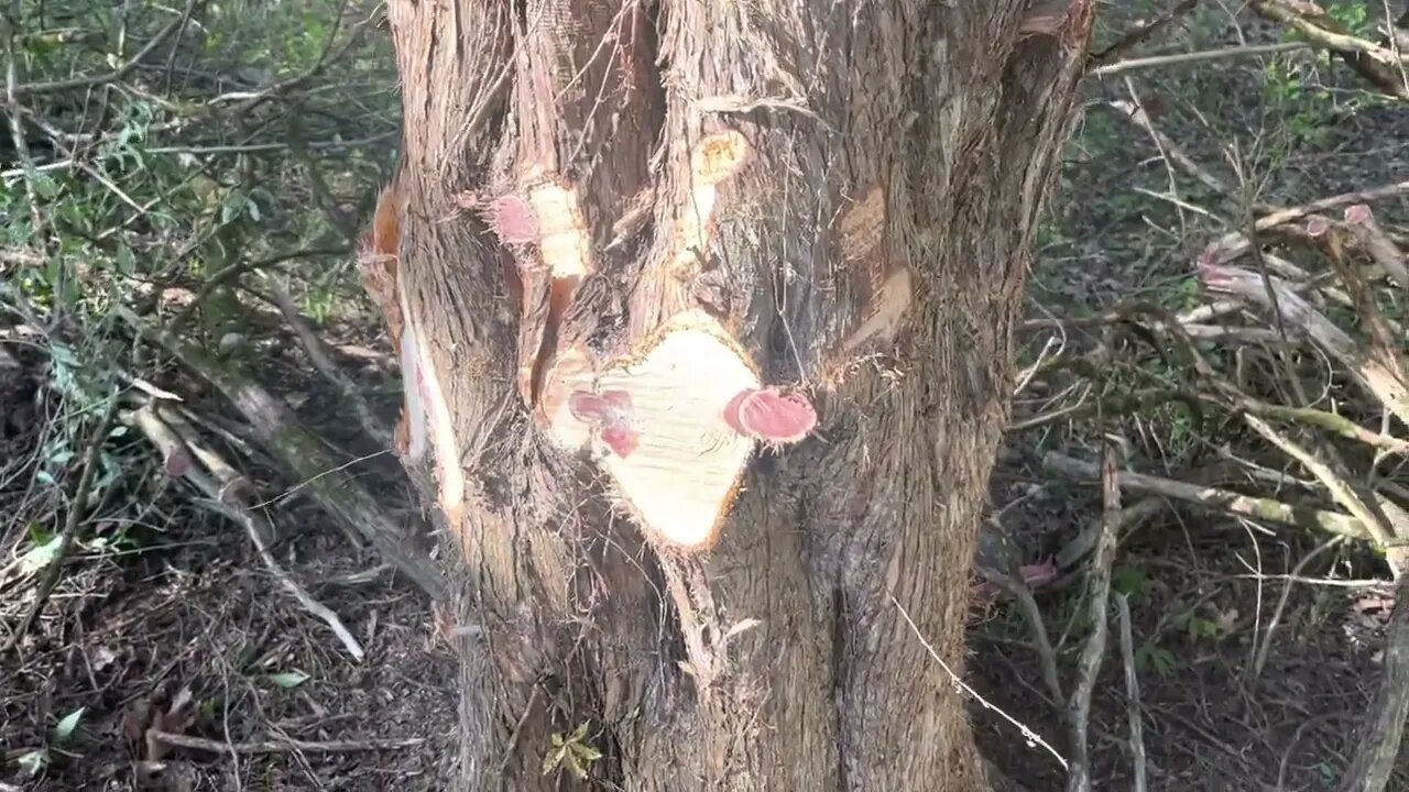Clearing brush and harvesting cedar saw logs.