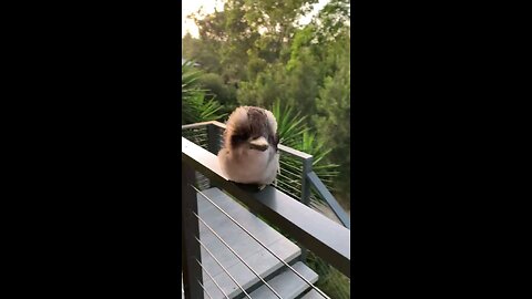 Cute Baby Bird