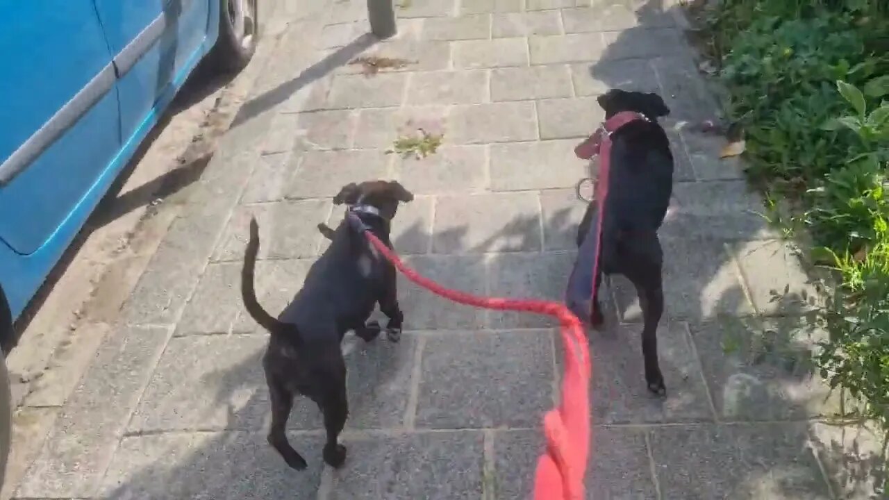 ANSWERING: you should not let/allow your dogs (to) pull in the leash! Benefits of powerwalking