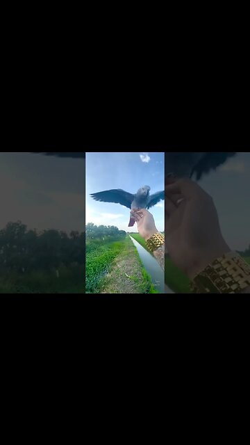 Con Vẹt nói được tiếng người