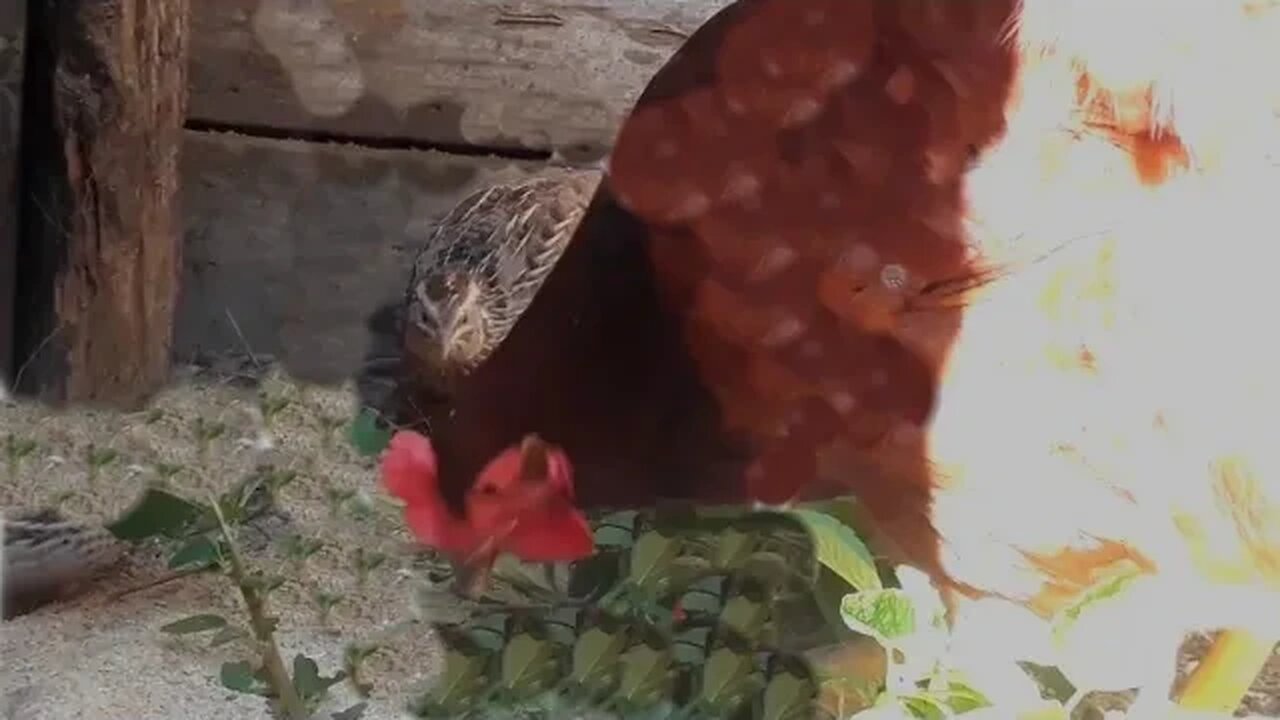 GALINHA VS codorna criando juntos